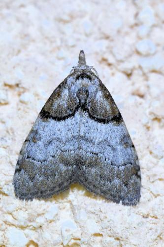 Réf. 335 607 : Nola cucullatella